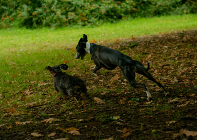 two dogs running side by side