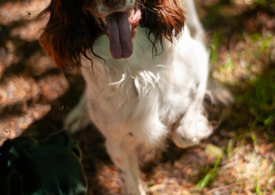 very happy springer spaniel