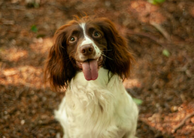 springer spaniel sitting in woodlands
