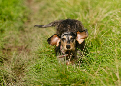 dachshund's ears flapping