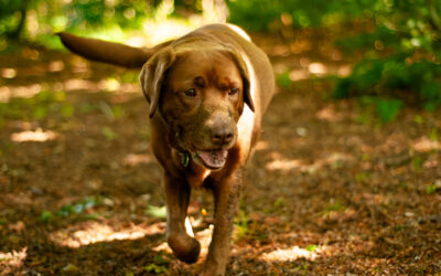 chocolate labrador under woodland shade