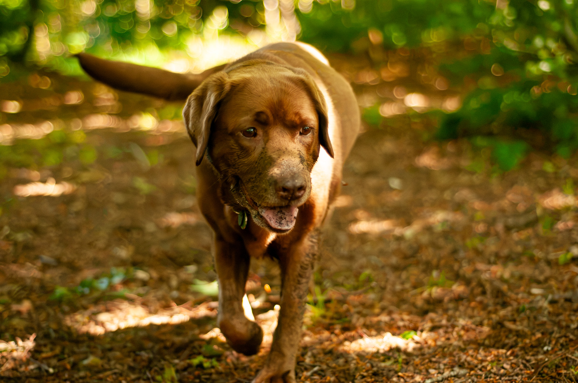 chocolate labrador under woodland shade