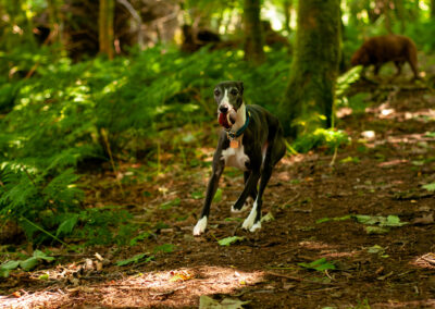 whippet with a ball in a wood