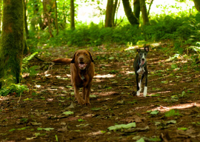 a Labrador and whippet walk together in the woods