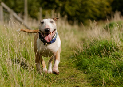 english bull terrier marching