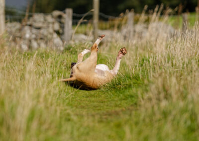english bull terrier having a back scratch on the grass