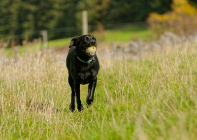 black labrador retrieving a ball
