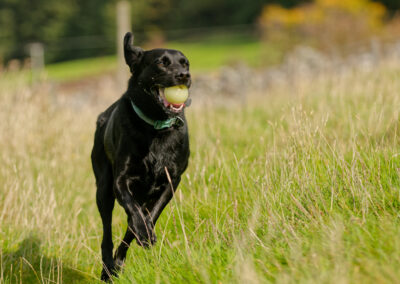 black labrador
