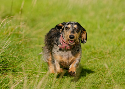 dachshund walking on grass