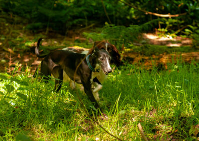 two dogs under woodland shade