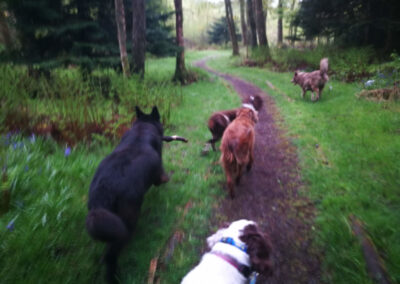 dogs walking on a path