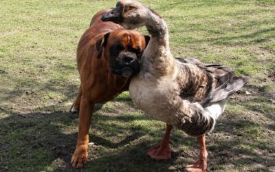 Boxer named Baks and a goose blind boxed dog and goose