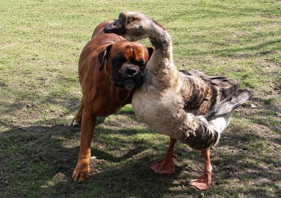 blind boxed dog and goose