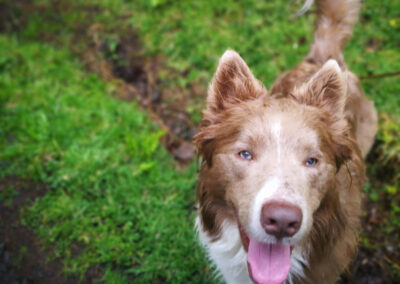 close up of a dog