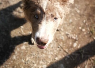 close up of border collie puppy
