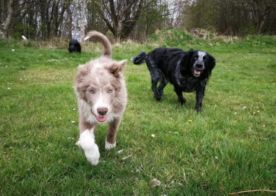 Collie puppy and cocker spaniel
