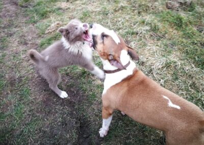 border collie playing with English bull terrier