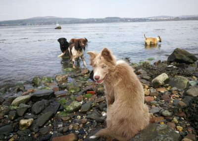 Dogs on beach at Parklea