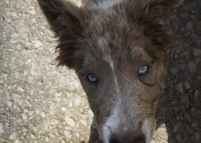 young lilac border collie
