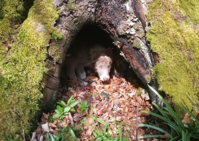 Dog in a tree