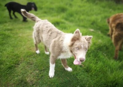 Young border collie