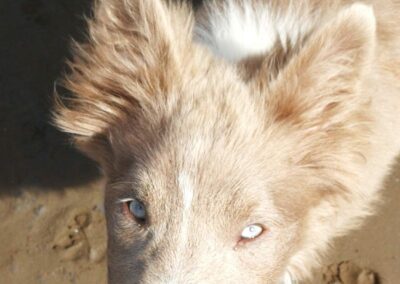border collie puppy on a sandy beach