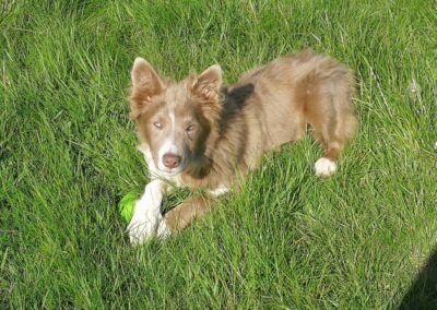young border collie lying next to its ball