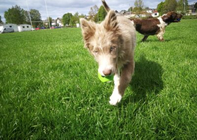 border collie puppy holding a tennis ball