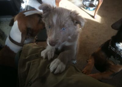 tiny border collie puppy