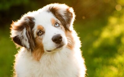 Common_dog_behaviors_explained border collie