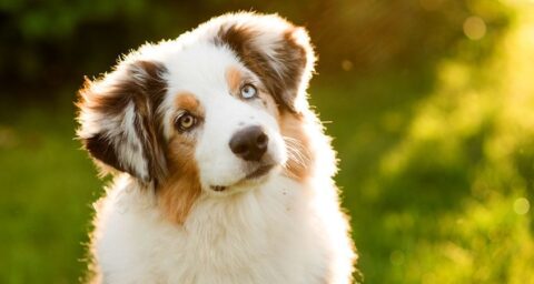 border collie