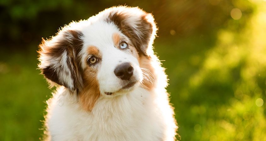 border collie