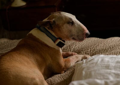 miniature english bull terrier laying on a bed