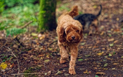 cockapoo walking through a dark woodland