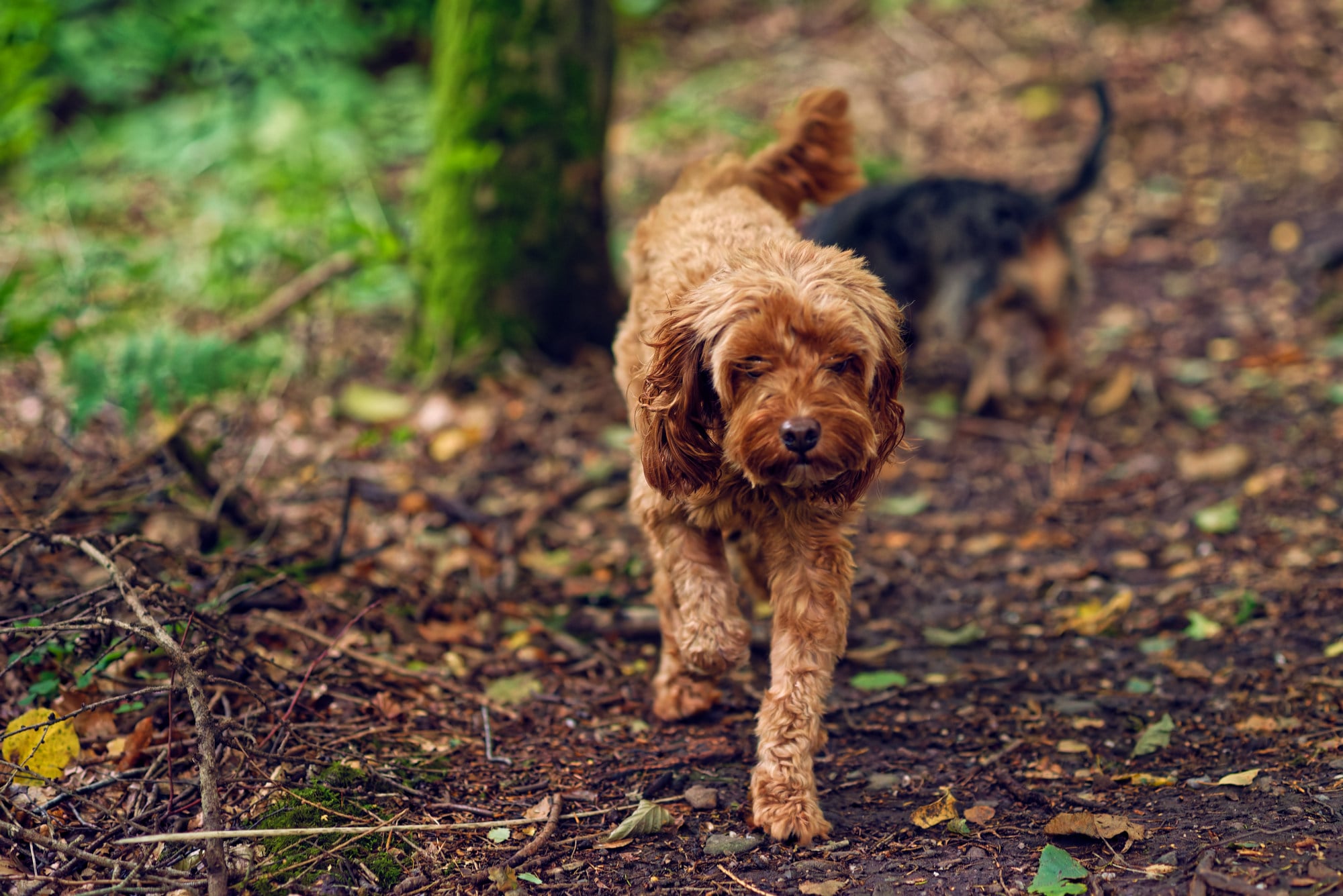 hamish cockapoo walking through a dark woodland