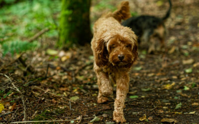 apricot cockapoo