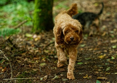 apricot cockapoo