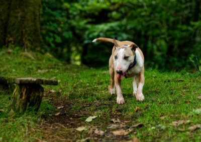 old english bull terrier in a woodland