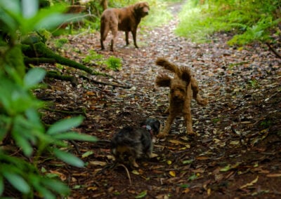 three dogs playing in dark woods