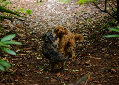 two toy dogs play in a woodland
