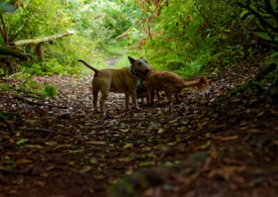 English bull terrier in a woodland
