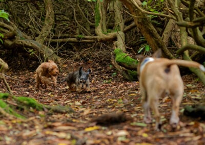 two toy dogs running side by side