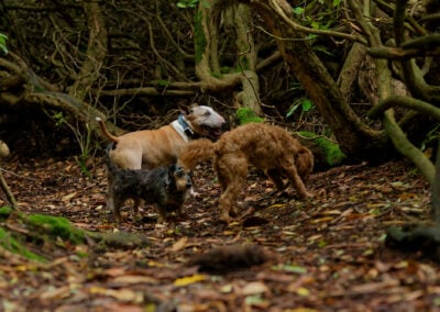 dog walking scout trail finlaystone