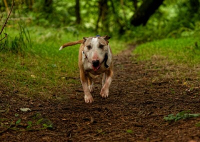english bull terrier