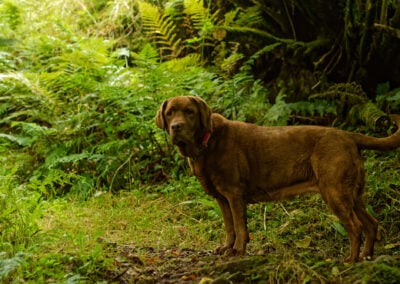chocolate lab in a dark woodland setting
