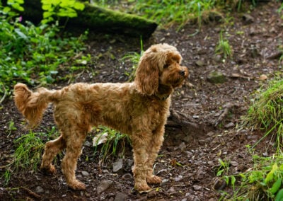 cockapoo sees something