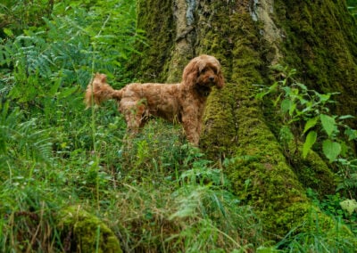 cockapoo standing in front of a giant tree