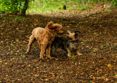 cockapoo and dachshund play