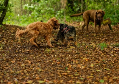 dogs playing in finlaystone