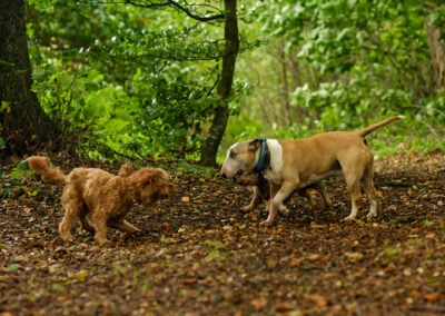 small dogs playing in woods